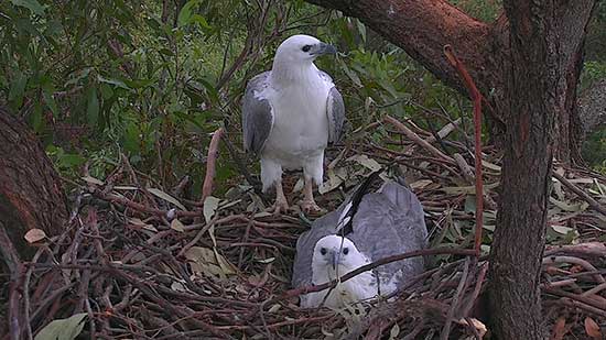Male and Female on the nest 