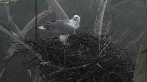 Female on the nest foggy morning