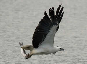 Eagle just caught a fish flying and off