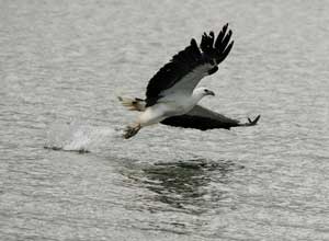 Eagle just caught a fish dragging it from the water
