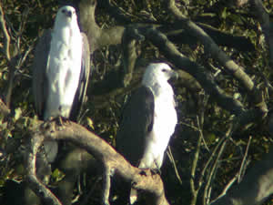 Two Sea-Eagles sitting in tree at river roost