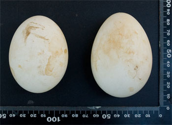 Two Eagle Eggs in Nest