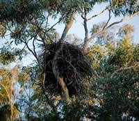 nest