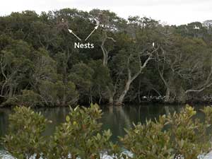 Nest in mangrove tree on the river