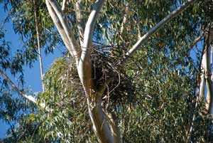 Nest 15 May 2012