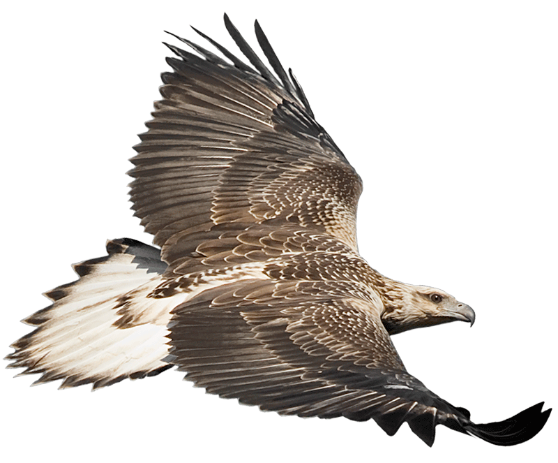EagleCAM Logo